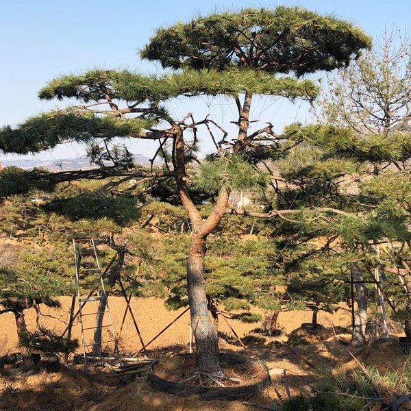 平頂松生長狀態(tài)的總結